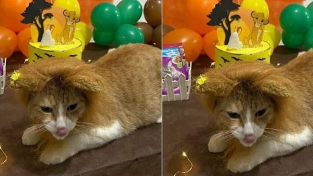 Non voleva avere animali in casa e ora addirittura organizza una festa per il compleanno del suo gatto