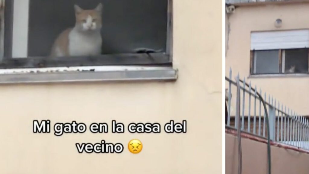 Non riusciva a trovare il suo gatto, ma poi ha guardato in alto e ha notato qualcosa di inaspettato (VIDEO)