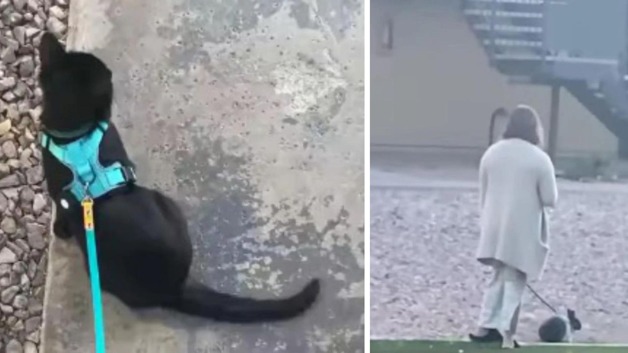 Il video di questo gatto che incontra un coniglio ha stupito il pubblico