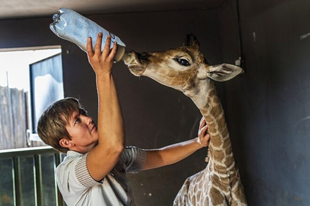 giraffa che beve