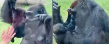 Mamma gorilla mostra con molto orgoglio il suo cucciolo ai visitatori dello zoo