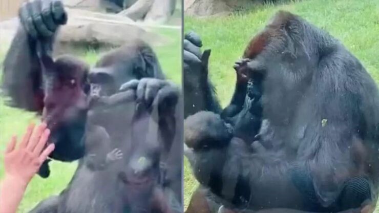 Mamma gorilla mostra con molto orgoglio il suo cucciolo ai visitatori dello zoo