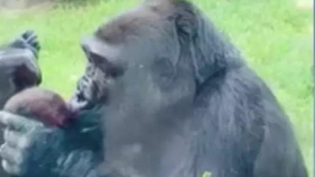 Mamma gorilla mostra con molto orgoglio il suo cucciolo ai visitatori dello zoo