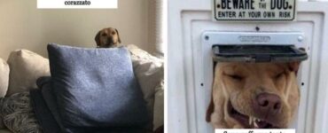 cani da guardia