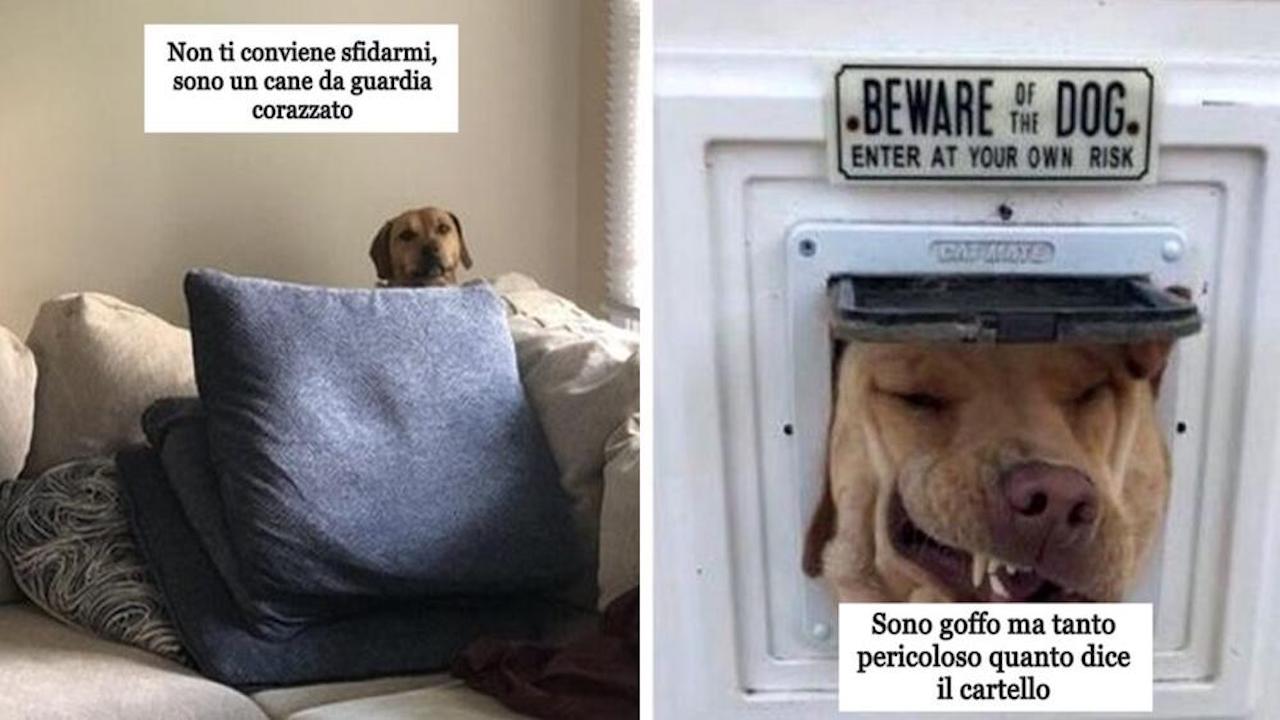 cani da guardia