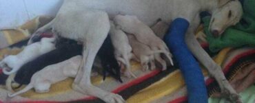 il coraggio di una mamma