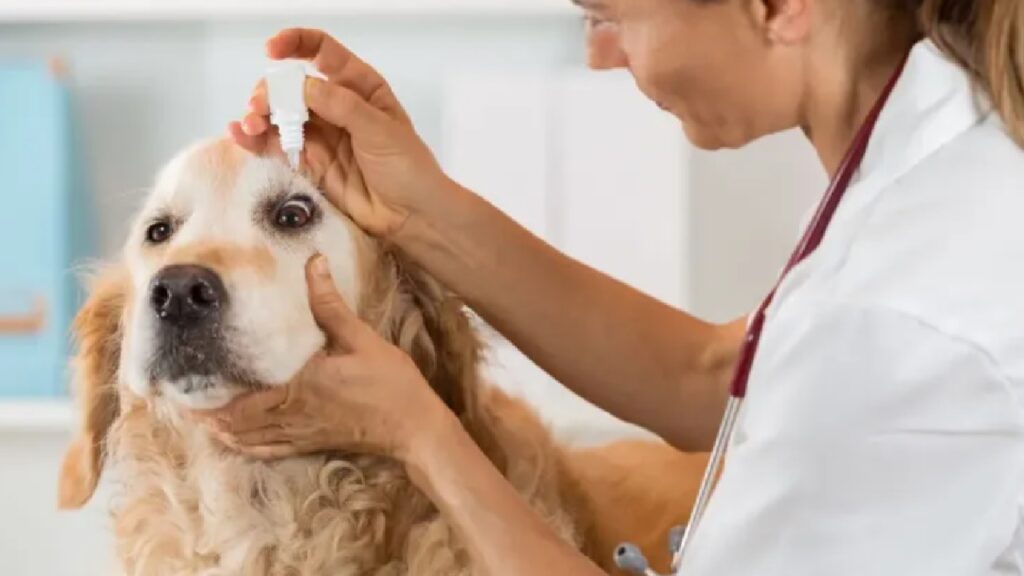 veterinario amico cane investito