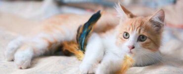 gatti lato