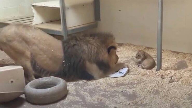 leone eccitato gioca con il cucciolo