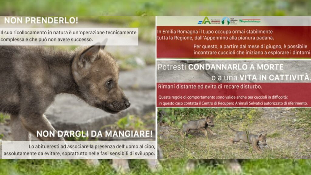 Cuccioli di lupo prelevati ad una famiglia che credeva fossero stati abbandonati: ecco perché non si devono mai toccare