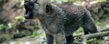 Cuccioli di lupo prelevati ad una famiglia che credeva fossero stati abbandonati: ecco perché non si devono mai toccare