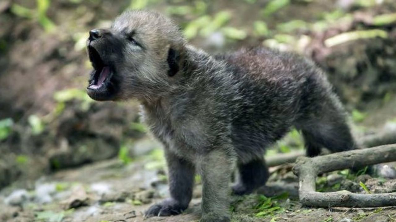 Cuccioli di lupo prelevati ad una famiglia che credeva fossero stati abbandonati: ecco perché non si devono mai toccare