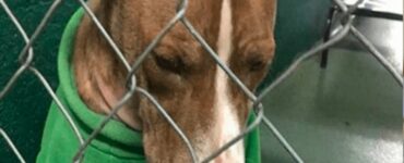 cane con il maglione