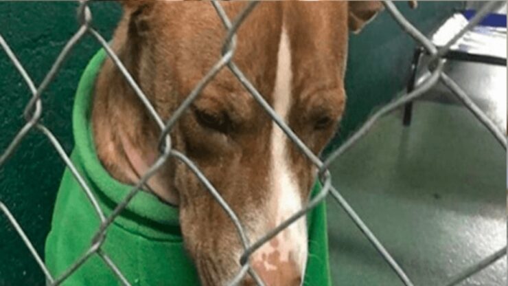 cane con il maglione