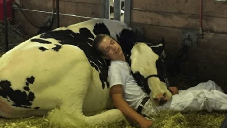 Un ragazzo e la sua mucca si addormentano abbracciati alla fiera dei latticini