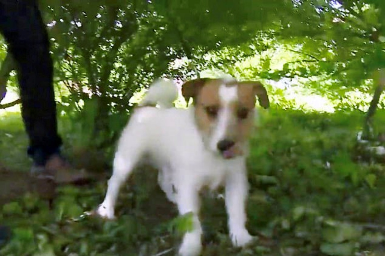 cane trova un bambino nei cespugli