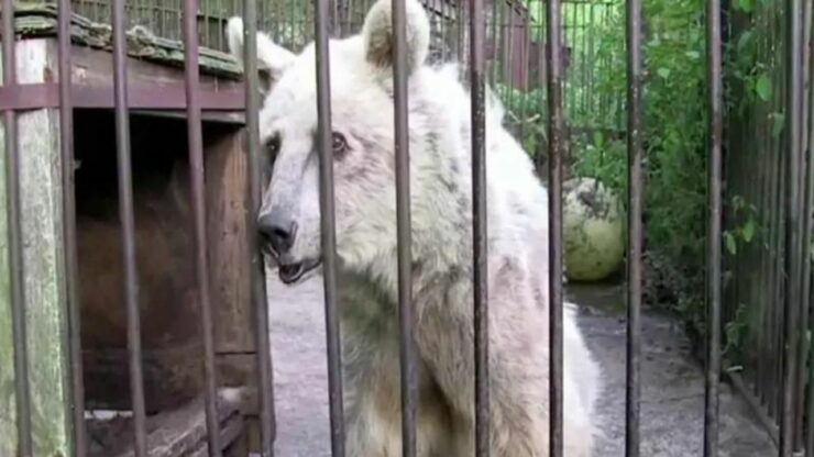 Cucciola di orso vive per 30 anni in una gabbia e dopo tanto tempo ritrova la libertà