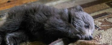 un uomo salva un orso orfano