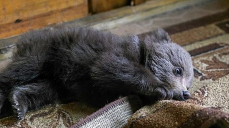 un uomo salva un orso orfano