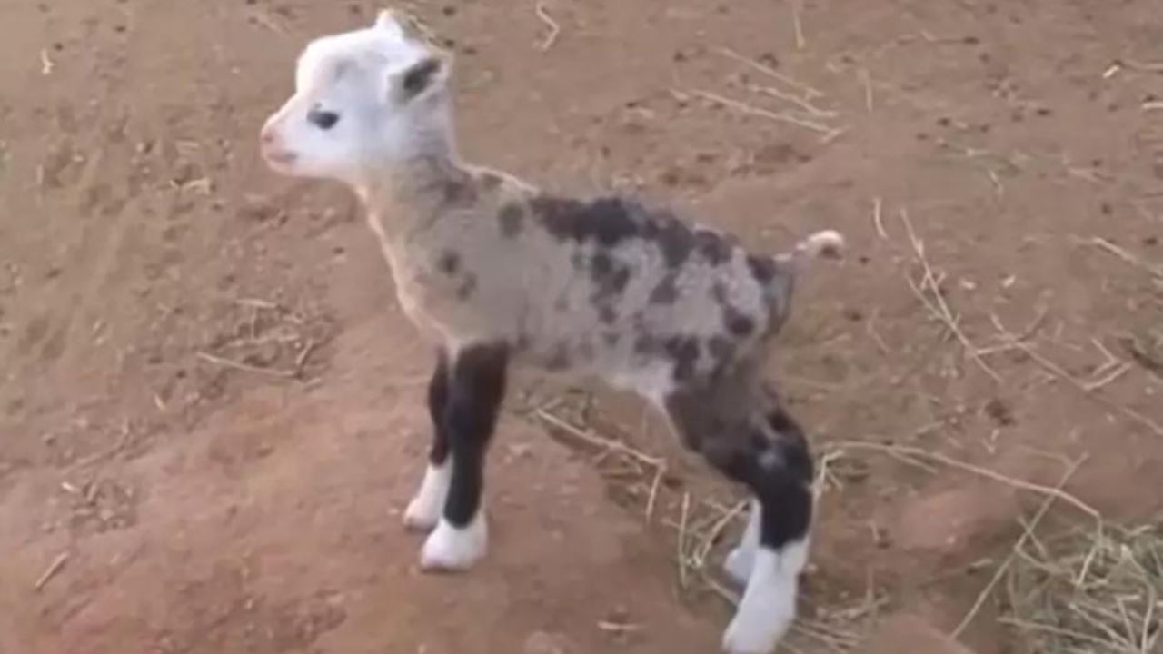 Una pecora e una capra danno alla luce un cucciolo rarissimo e particolare