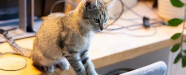 pericoli domestici gatto