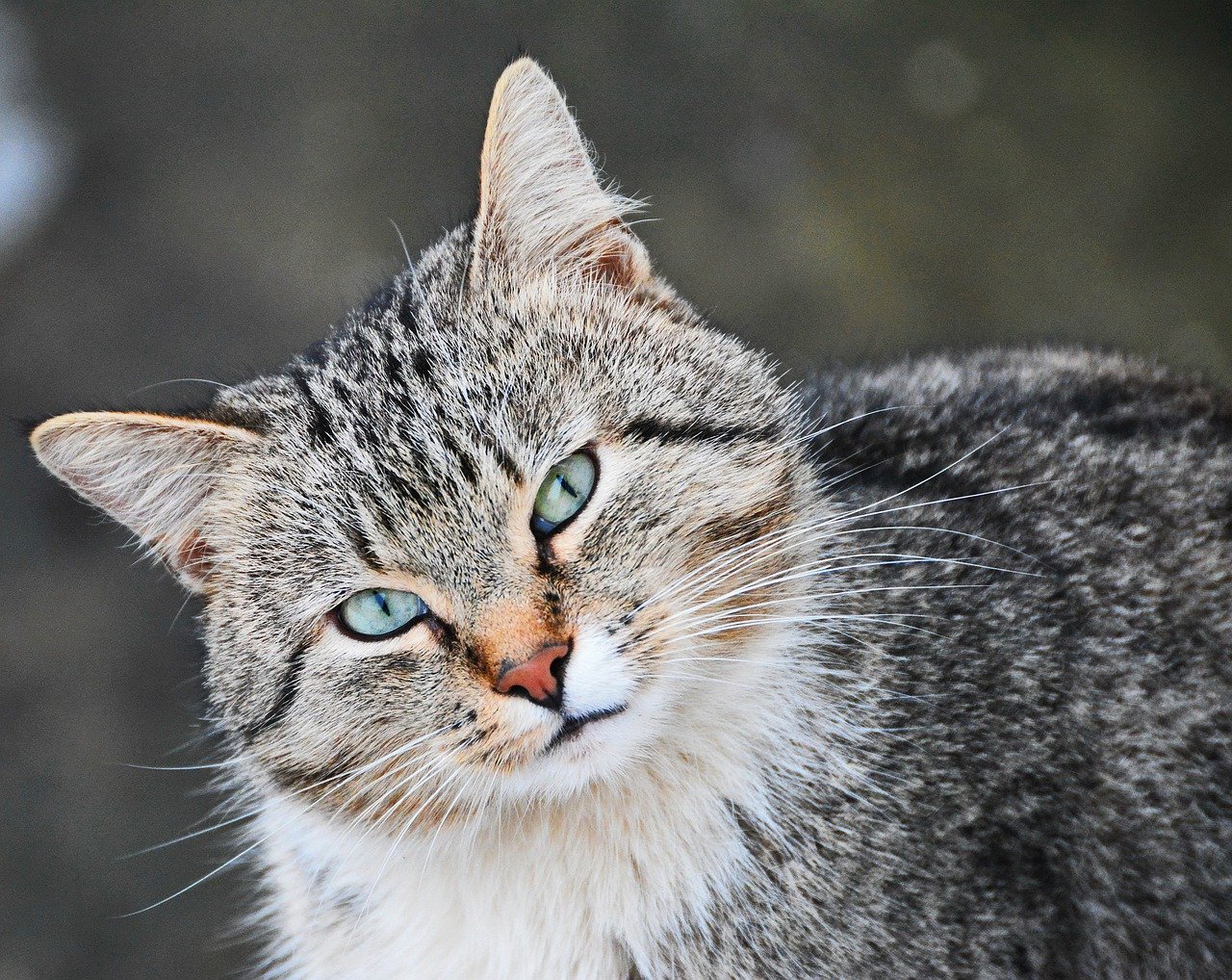 pericoli domestici gatto