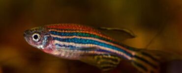 pesce zebra rigenera cellule cuore