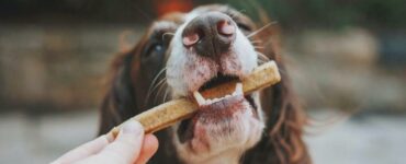 dare pillole cane