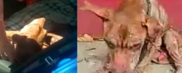 Pitbull passa degli anni incatenato in attesa di essere salvato