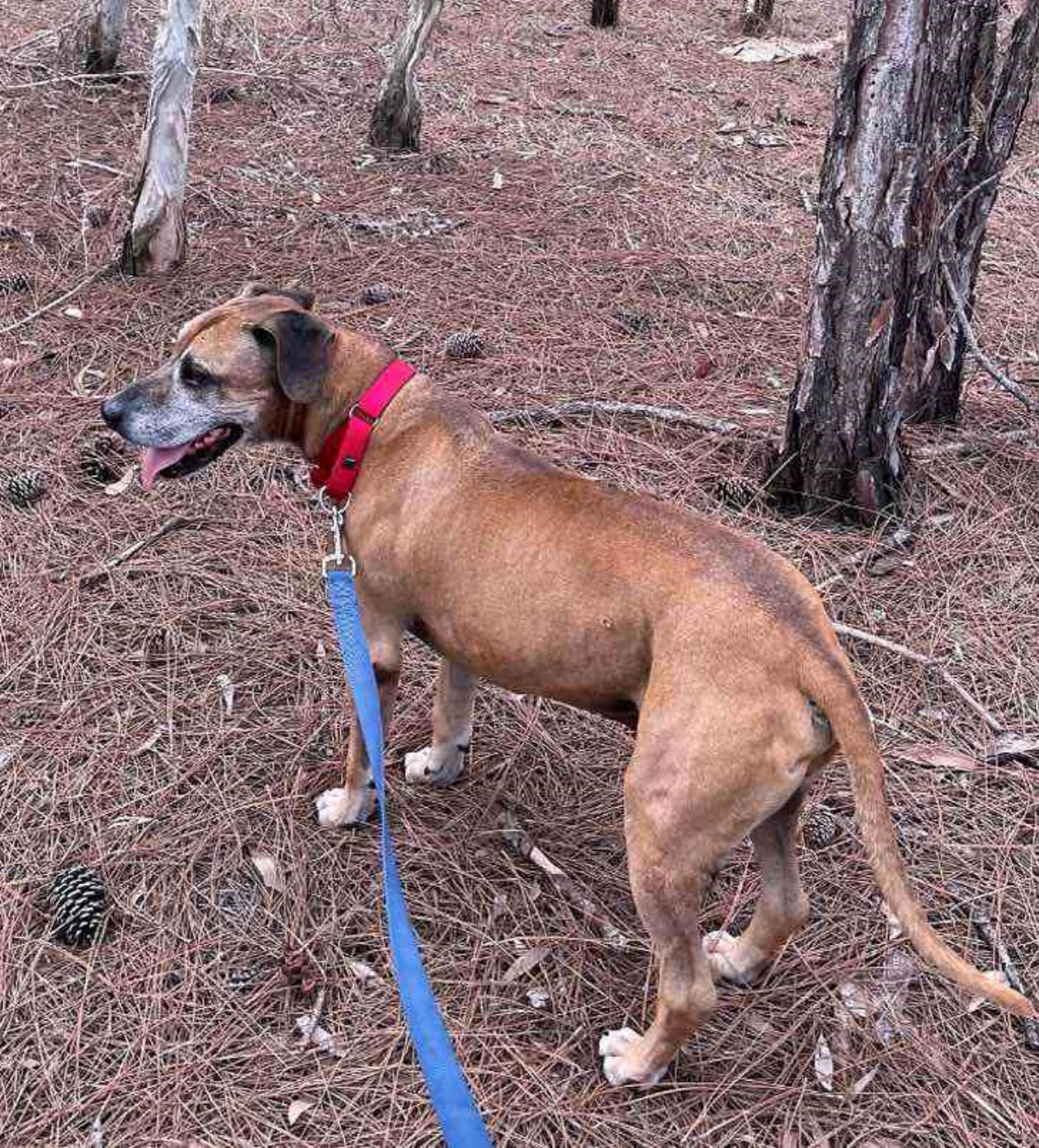 cane in un bosco