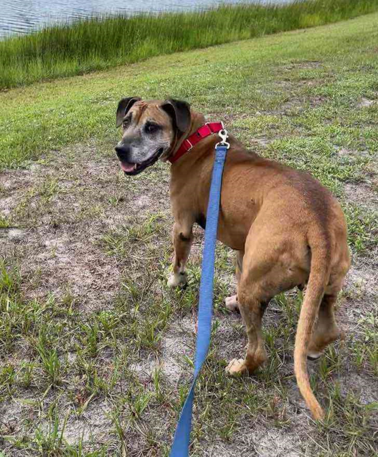 cagnolino più anziano al canile