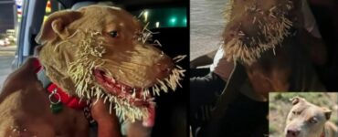 Cane prova a diventare amico di un porcospino, ma non va come pensava