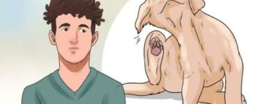 prurito al cane