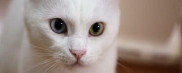 pulizia del gatto