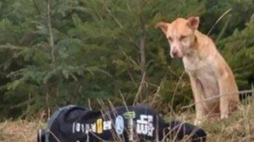 una ragazza aiuta un cane