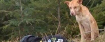 una ragazza ferita aiuta un cane