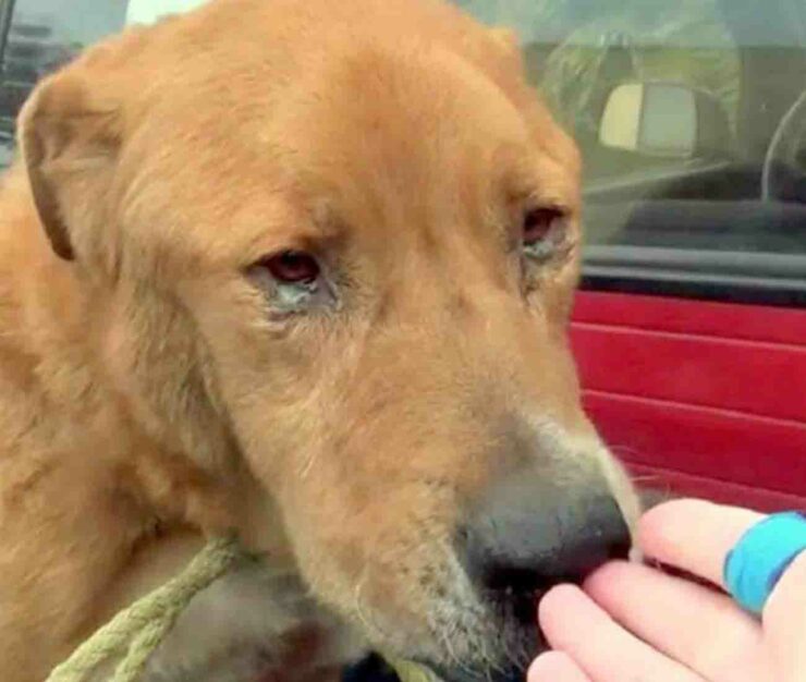 Il cane Ray, affamato e disperato