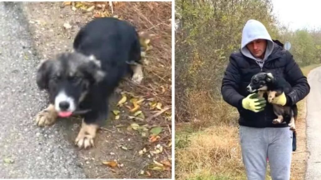 cane trova un rifugio