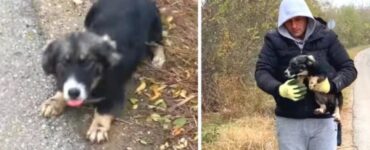 cane trova un rifugio