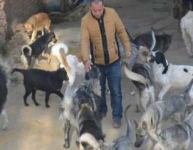 uomo spende tutta la sua fortuna per salvare cani dal macello