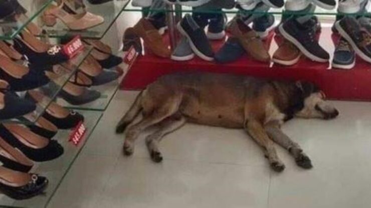 cane in un negozio di scarpe