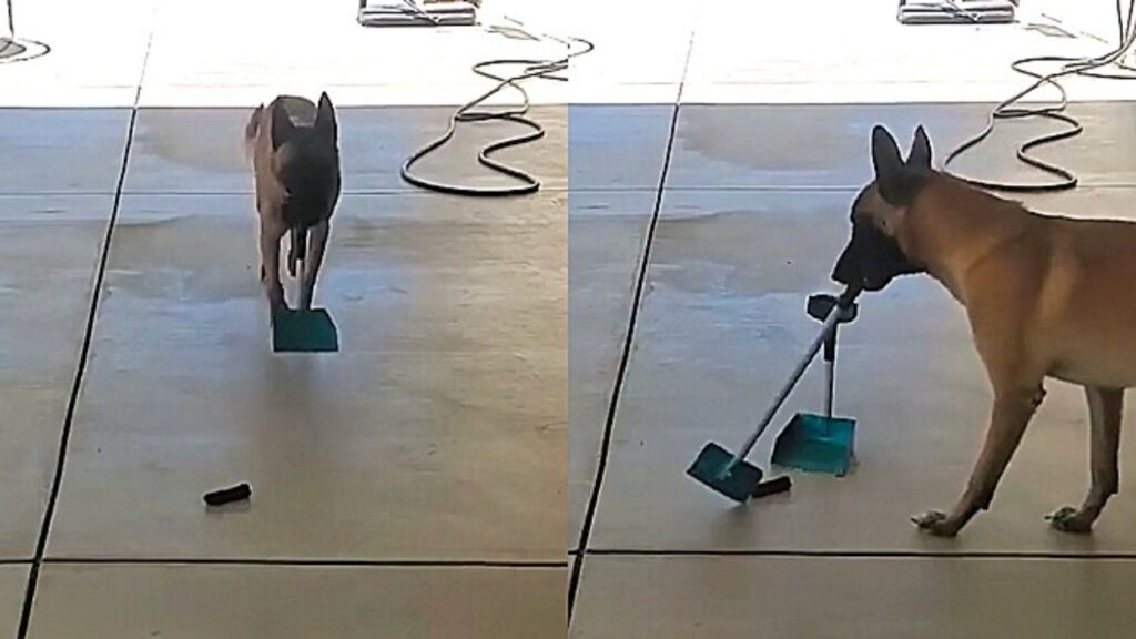 cane che pulisce