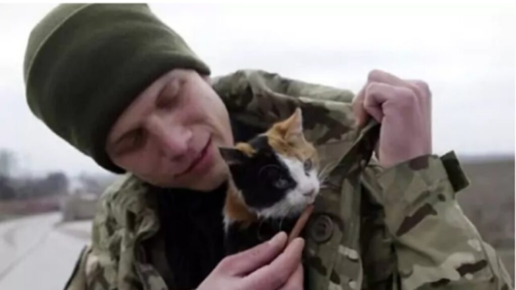 soldati salvano gatti randagi