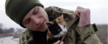 soldati salvano gatti randagi