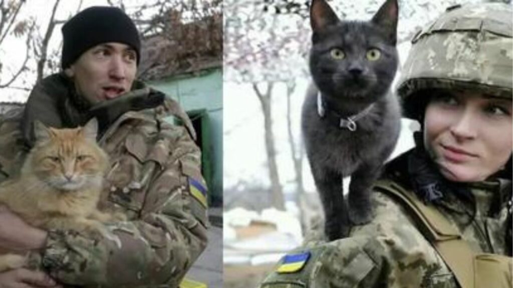 soldati ucraini trovano conforto nei gatti