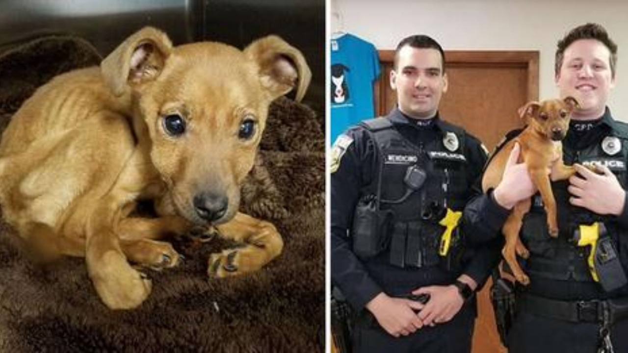 cagnolino rinchiuso in una stanza