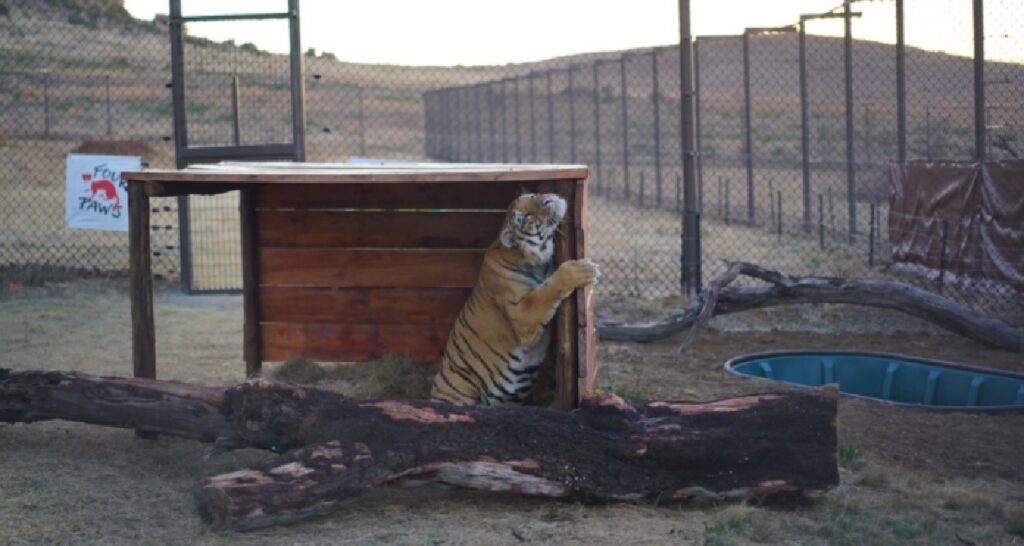 tigre zoo male