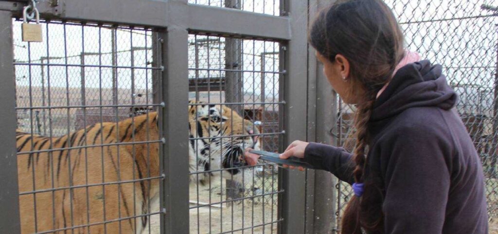 tigre zoo cibo