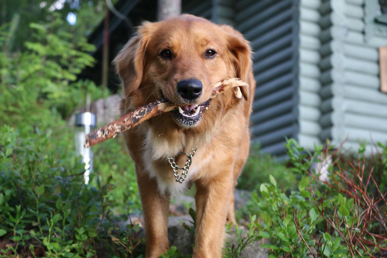 cane toller