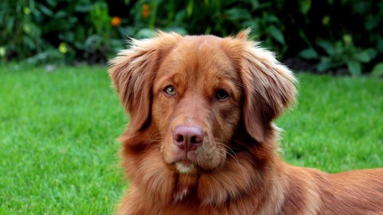 cane toller